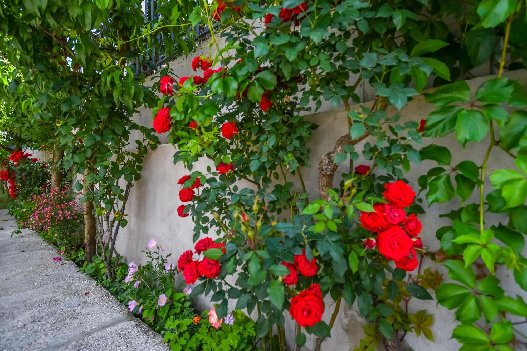 Apartments Tonka Donji Okrug  Dış mekan fotoğraf